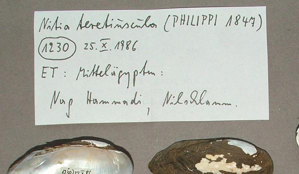 specimen