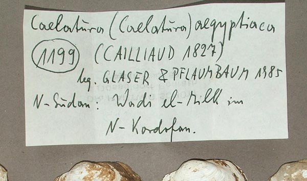 specimen