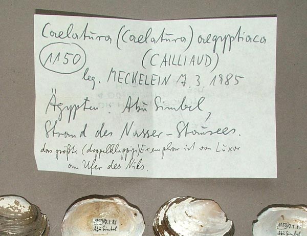 specimen
