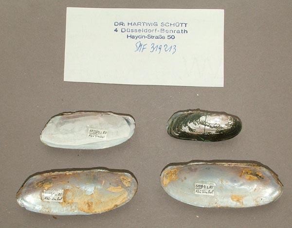 specimen