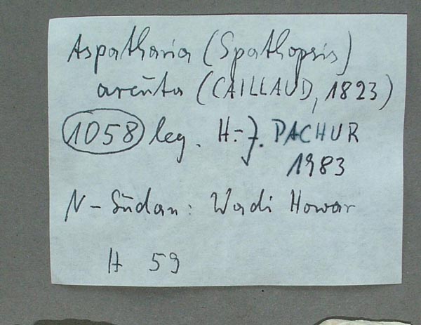 specimen