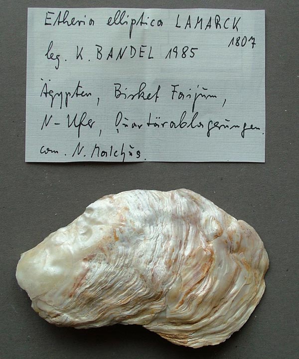 specimen