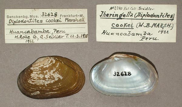 specimen