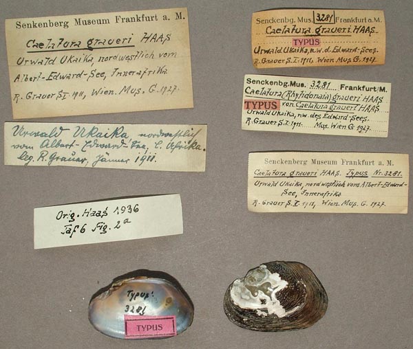 specimen