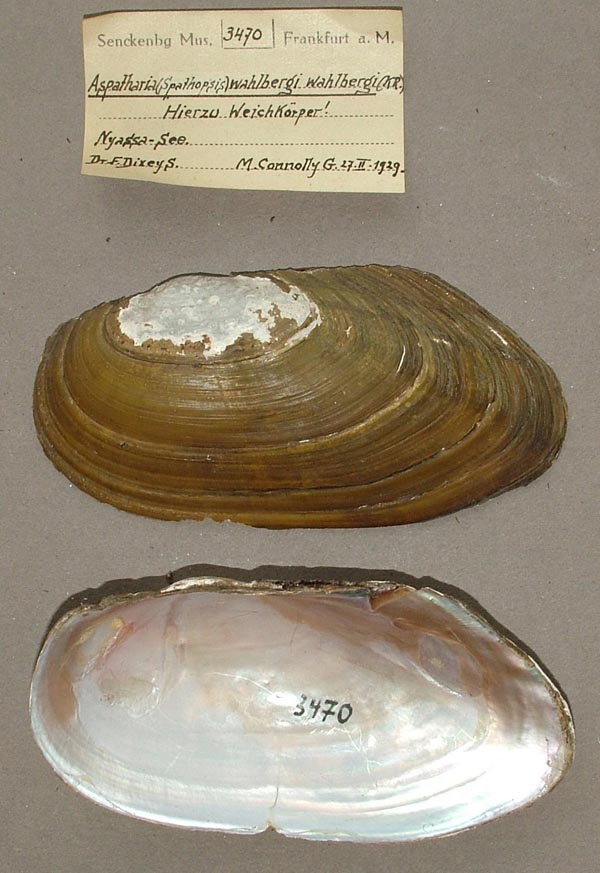 specimen