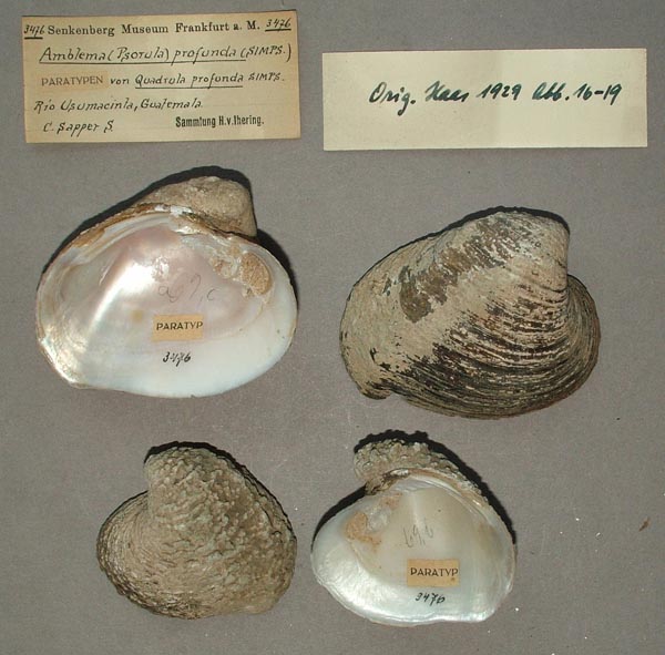 specimen