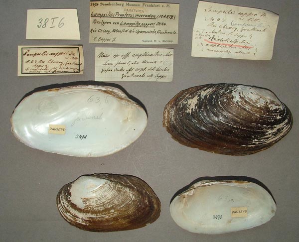 specimen