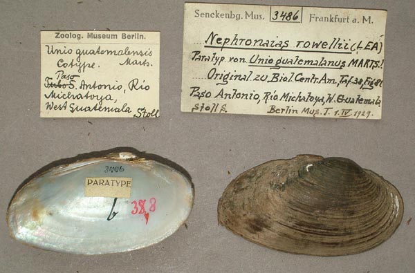 specimen