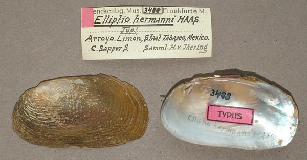 specimen