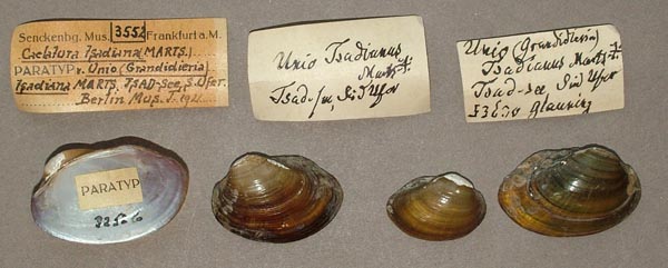 specimen