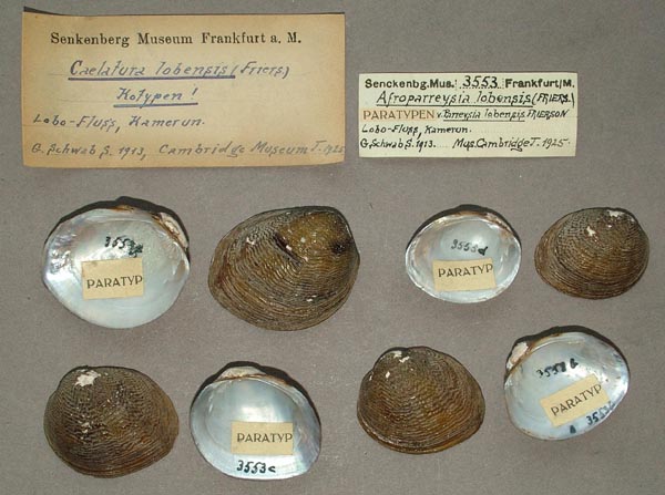 specimen