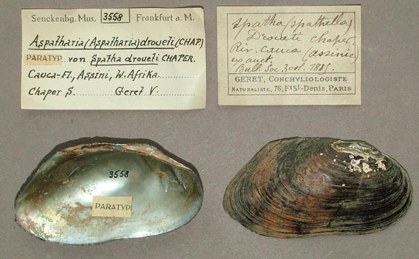 image of lot SMF_3558 image of lot SMF_3558