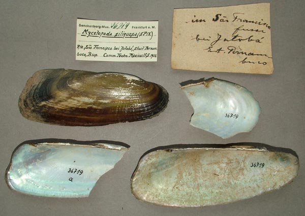 specimen