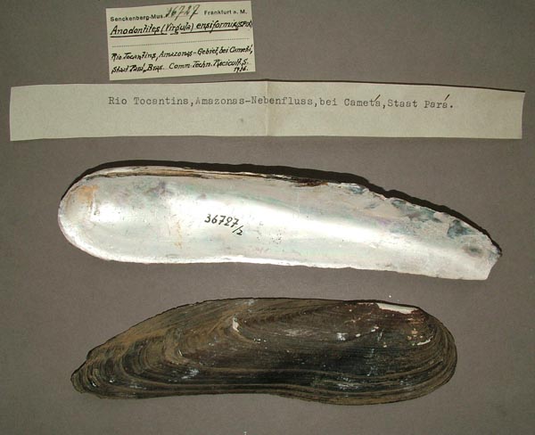 specimen