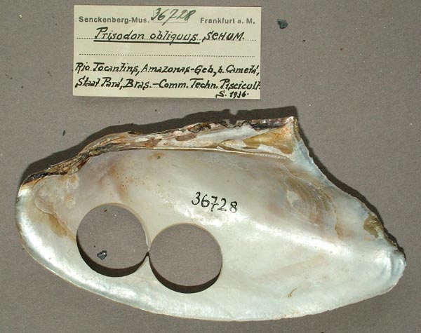 specimen