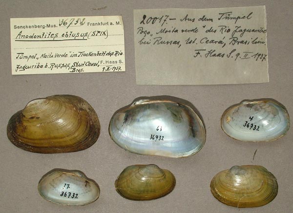 image of lot SMF_36732 image of lot SMF_36732