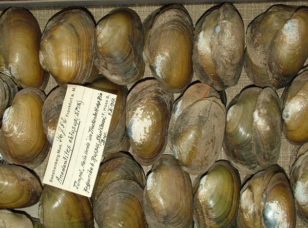 image of lot SMF_36732 image of lot SMF_36732