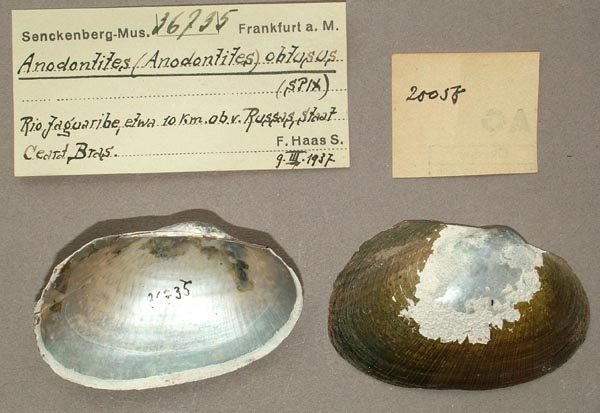 image of lot SMF_36735 image of lot SMF_36735