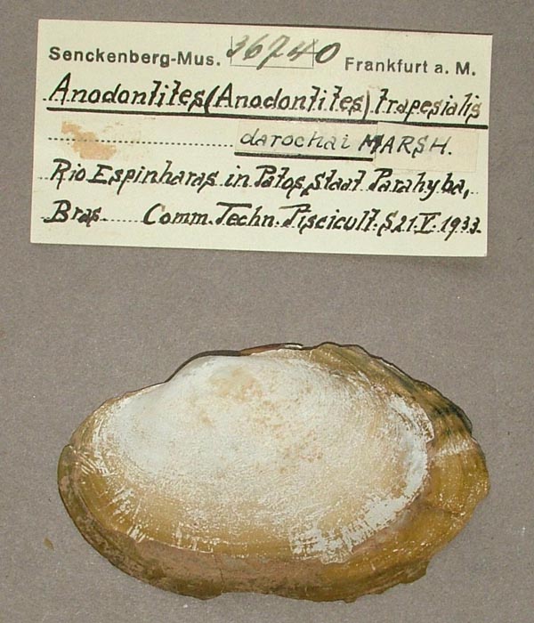 specimen