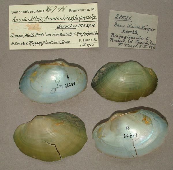 specimen