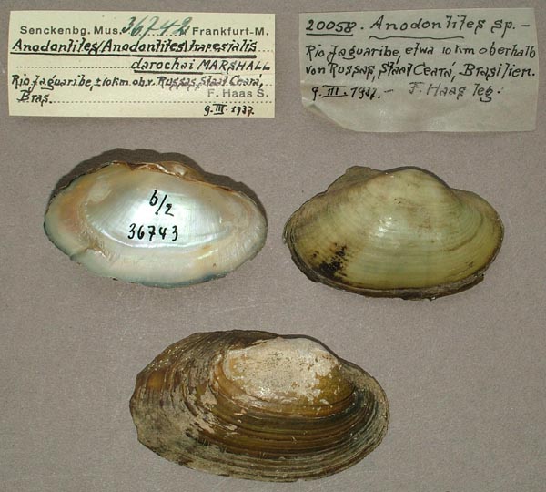 specimen