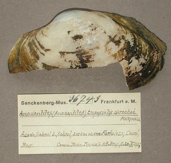 specimen