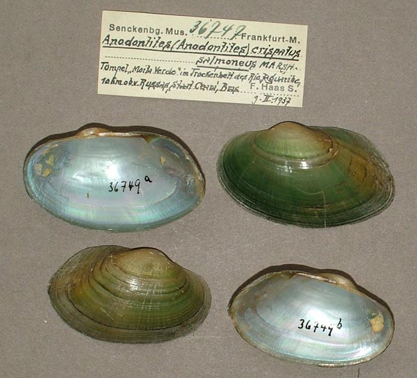 specimen