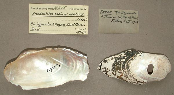 specimen