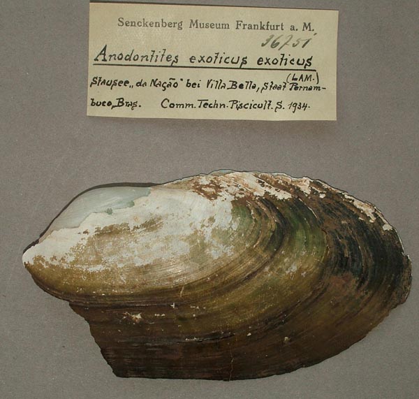 specimen
