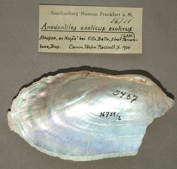 specimen