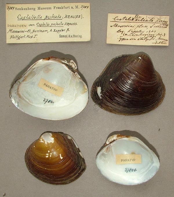 specimen