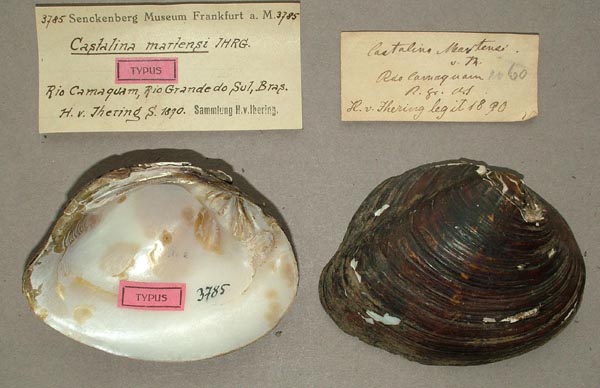 specimen