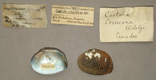 specimen