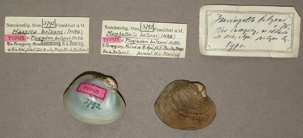 specimen