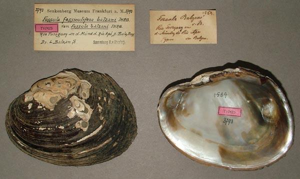 specimen