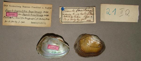 specimen