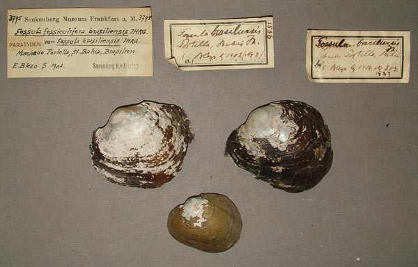 specimen