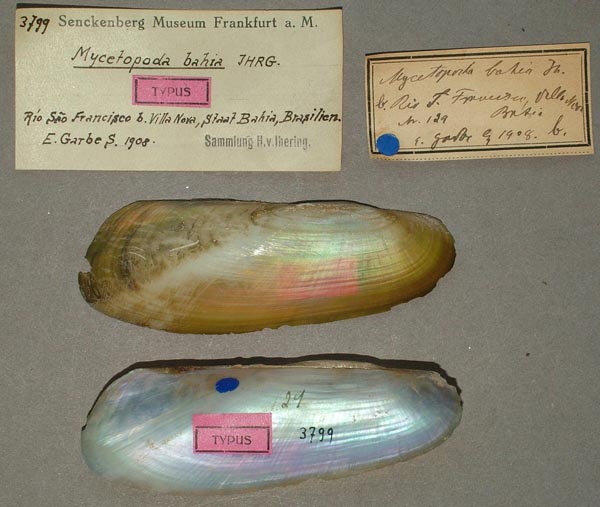 specimen