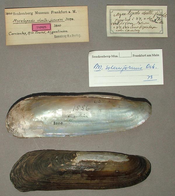 specimen
