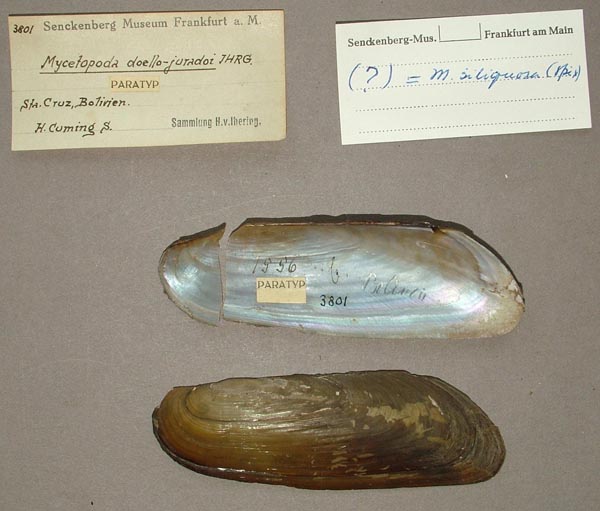 specimen