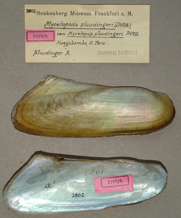 specimen