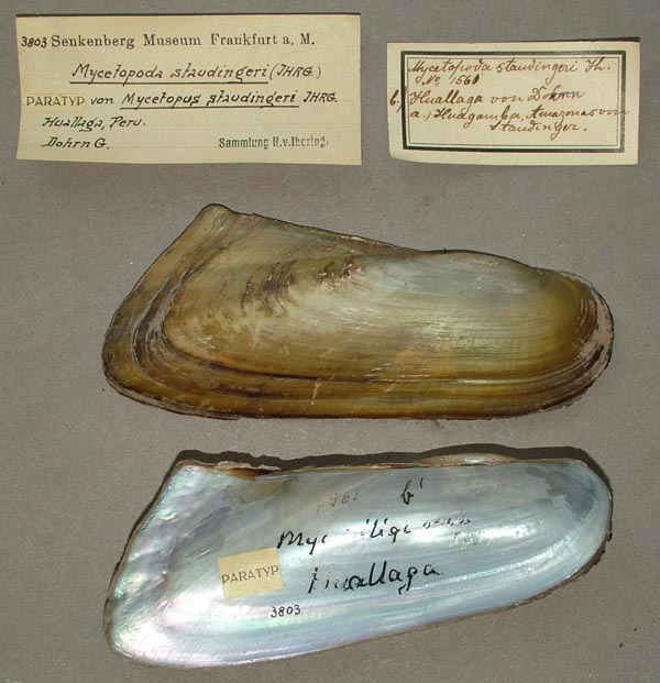 specimen