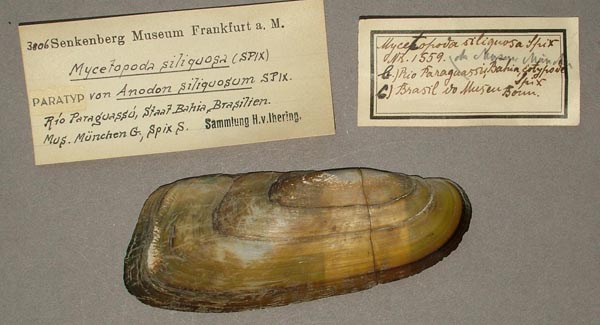 specimen