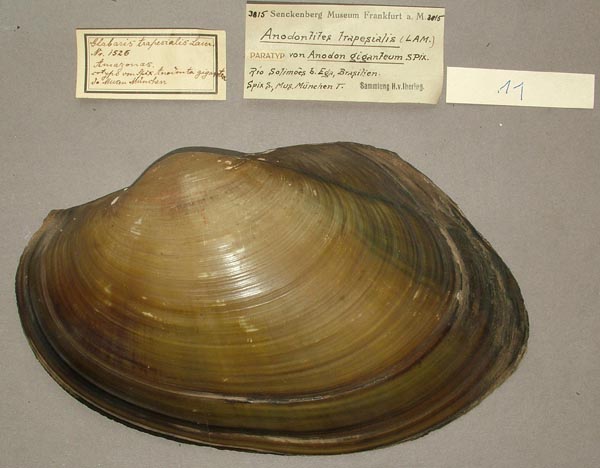 specimen