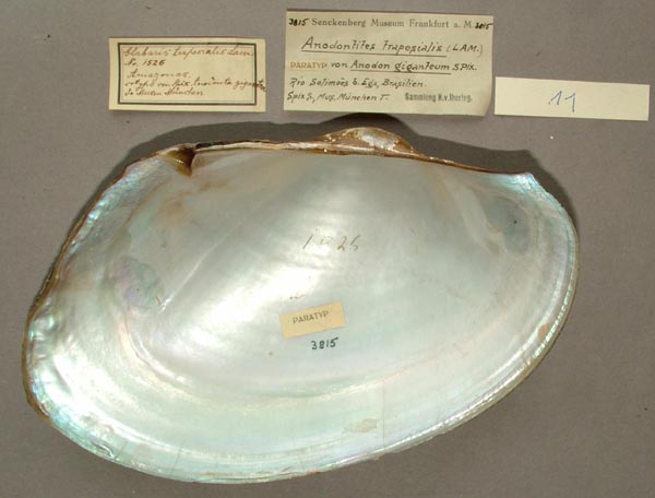 specimen