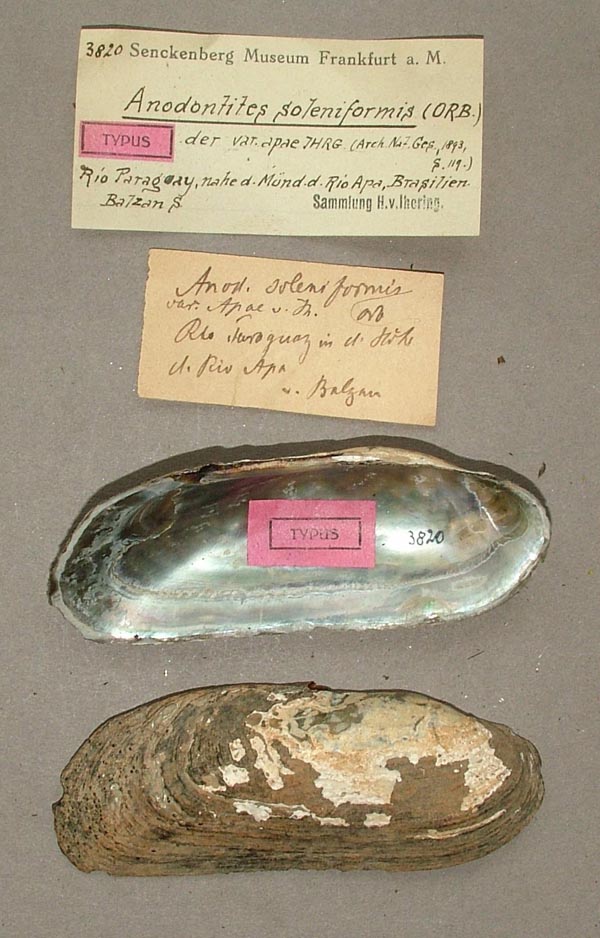specimen