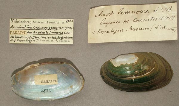 specimen