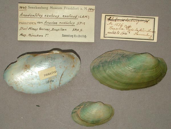 specimen