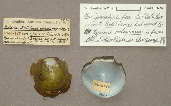 specimen