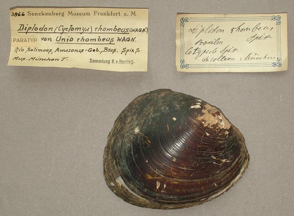 specimen